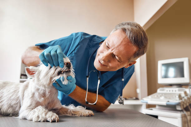 Best Weekend Emergency Dental Services in Lauderdale Lakes, FL